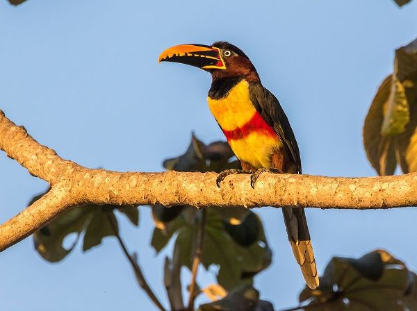 Brazil-Pantanal Chestnut-eared aracari bird
